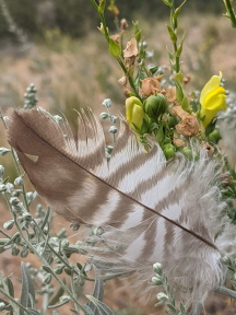 Following Feathers