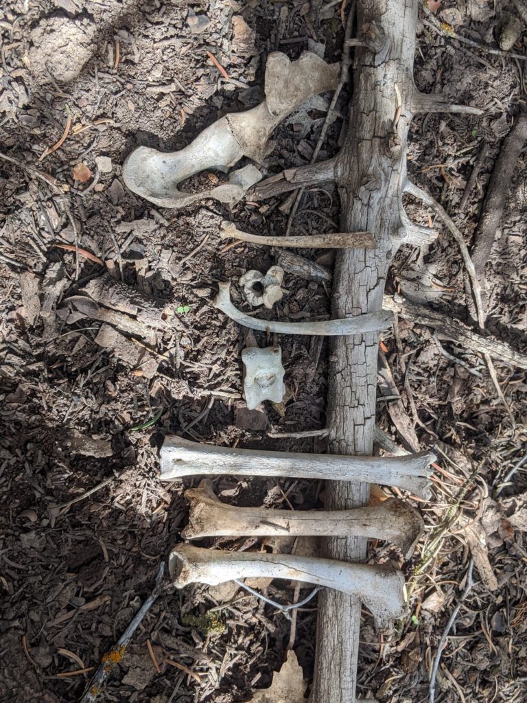 Sea Horse Bone Sculpture