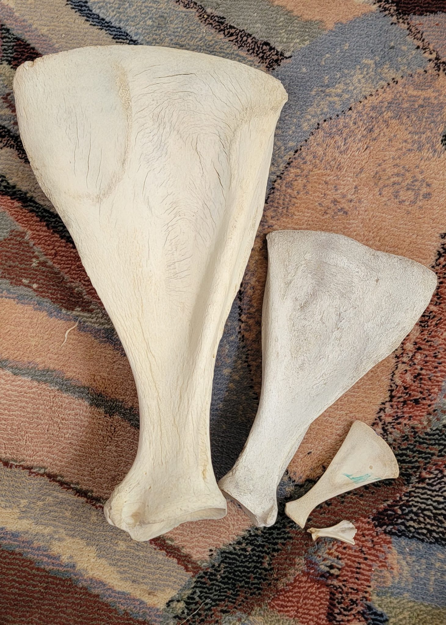 Elk Scapula, Deer Scapula, Racoon Scapula, Vole Scapula Feathers and Bones