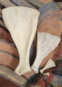 Mammal Scapulea