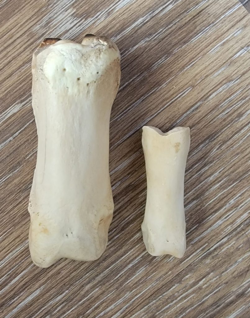 Elk and Deer Phalanges Proximal Bones