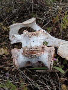 Vertebrae with Cartilage