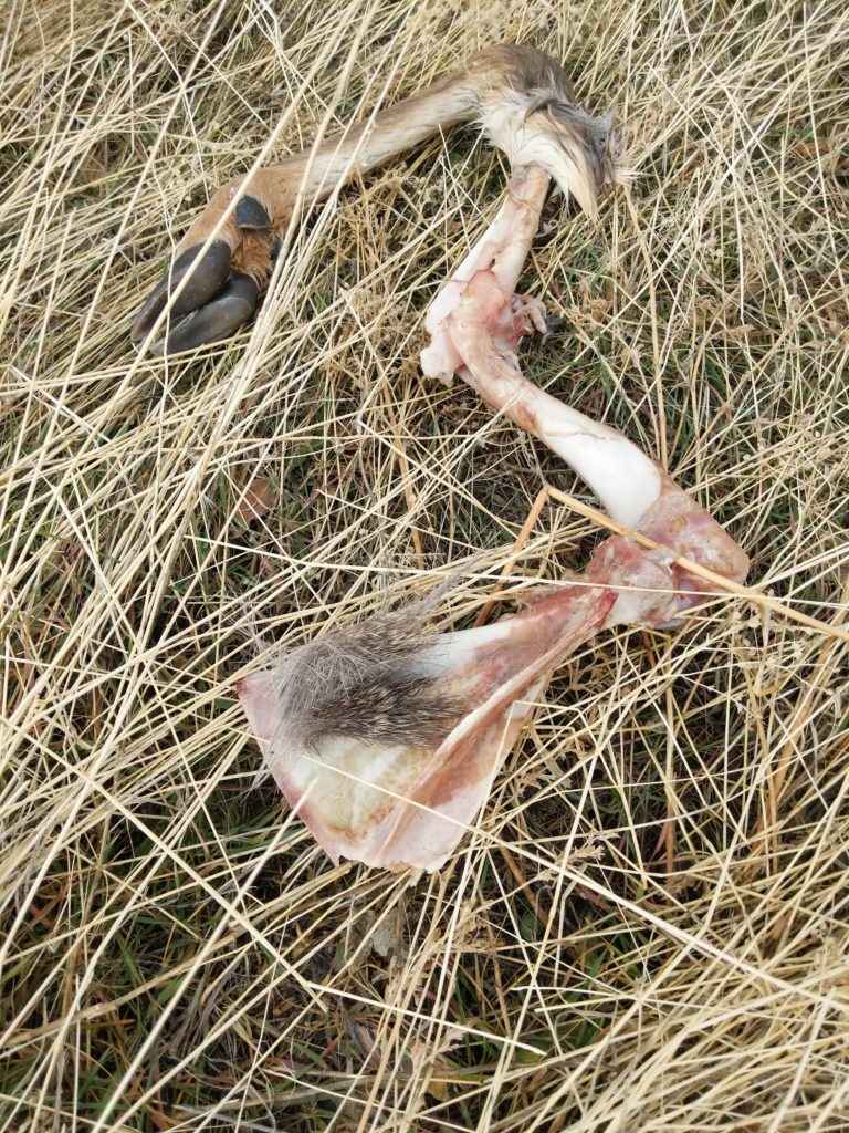 Deer Leg #3