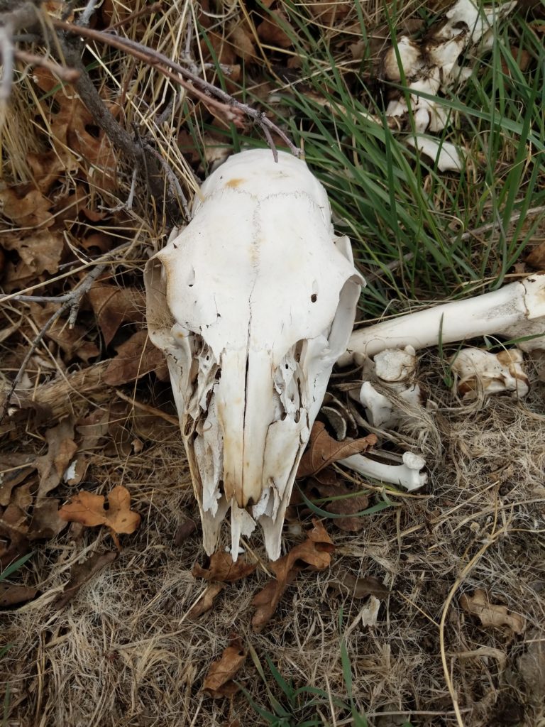 Deer Skull