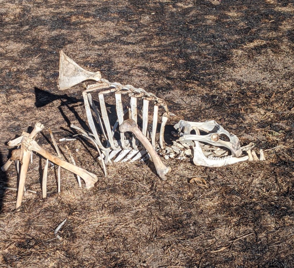 Deer Bone Dragon Sculpture