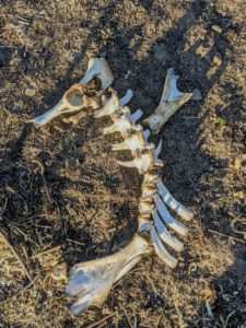 Sea Horse Deer Bone Sculpture