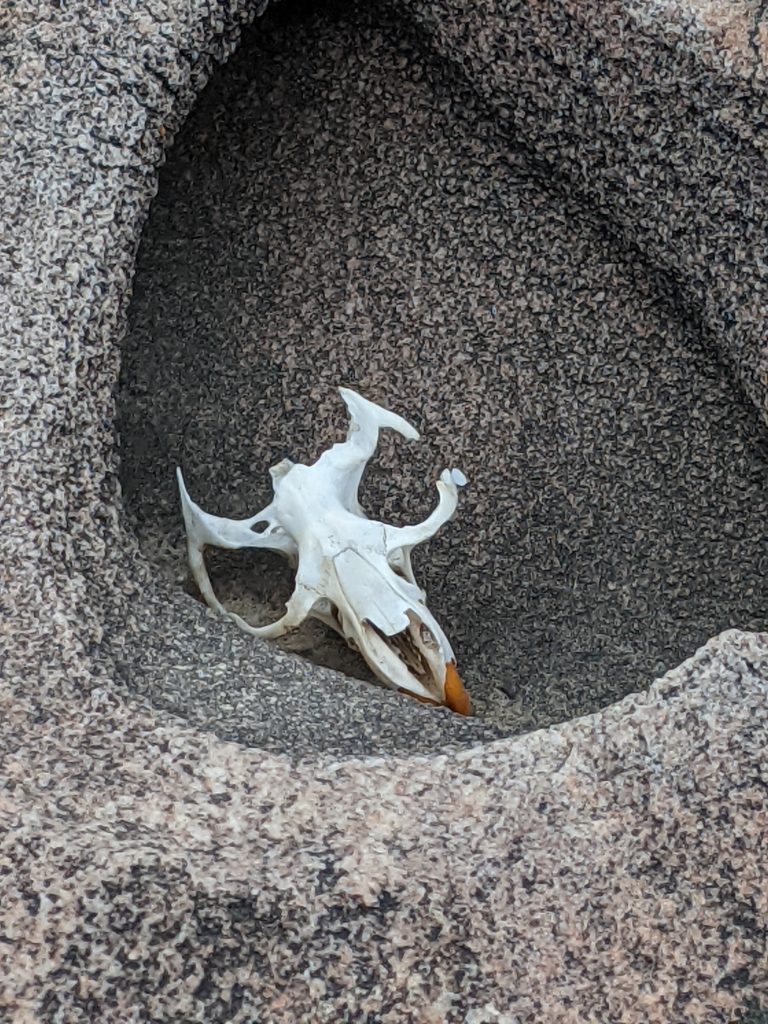 Small Rodent Skull