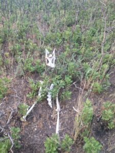 Kanga-Deer-icorn Bone Sculpture