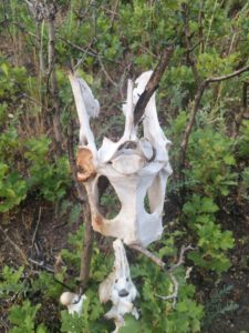 Kanga-Deer-icorn Bone Sculpture by Juni-Jen