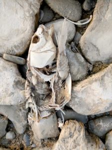Fish bones at Utah Lake