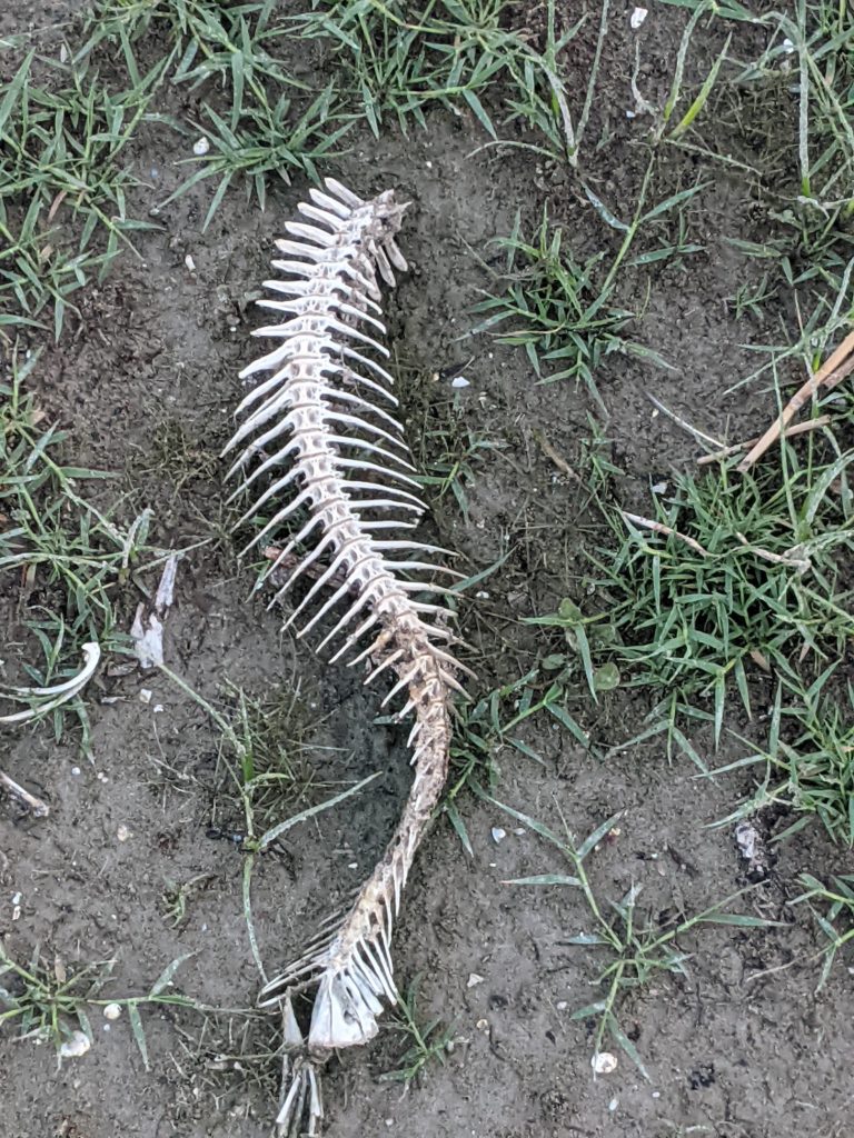 Fish Spine at Utah Lake