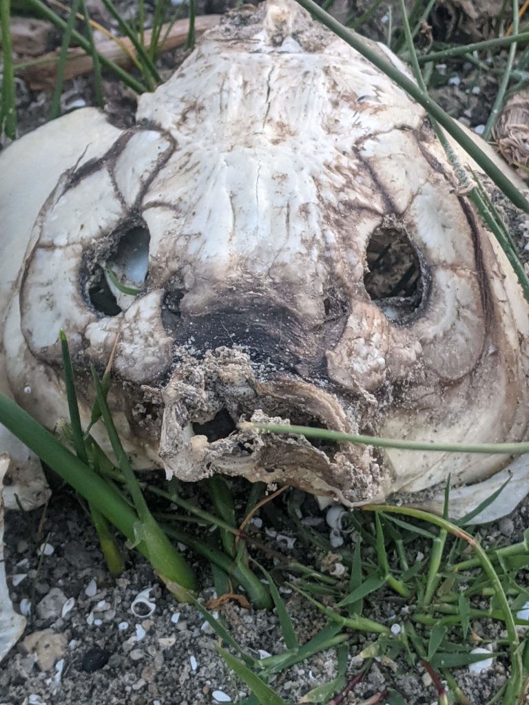 Carp Skull