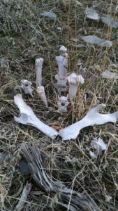 Bone Garden