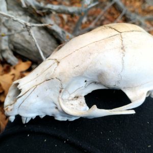 Racoon Skull