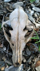 Fox Skull