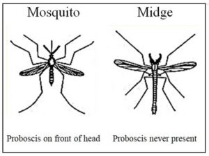 Midge Fly vs. Mosquito