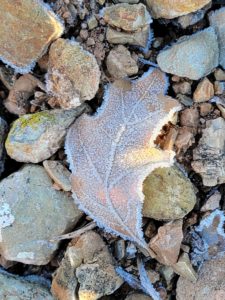 Frosty Leaf