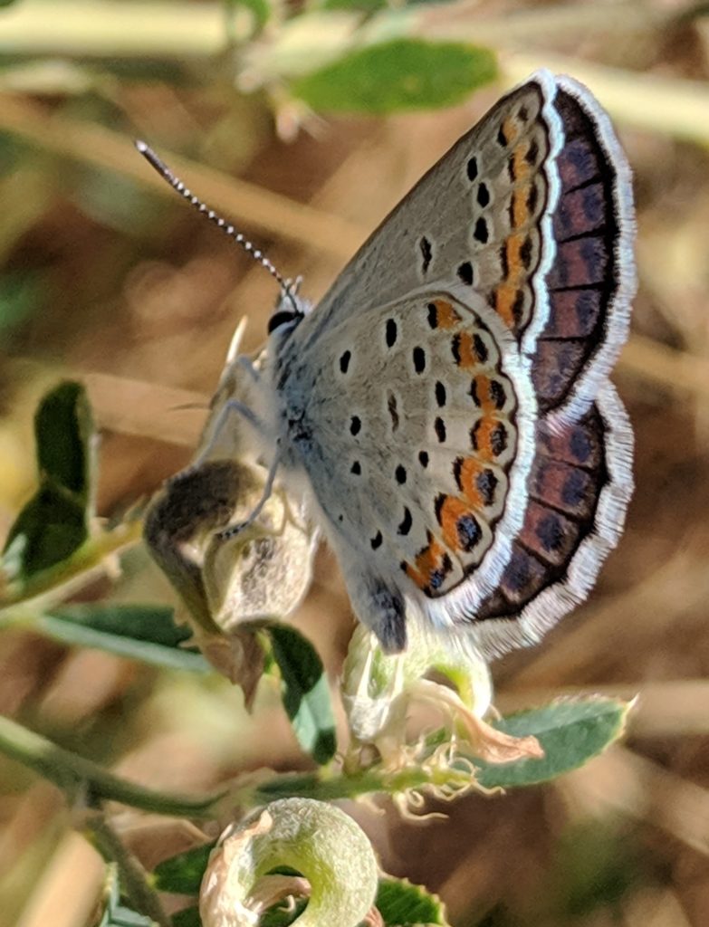 Blue Sulpher Butterfly