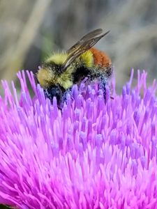 Orange Belted Bumble Bee