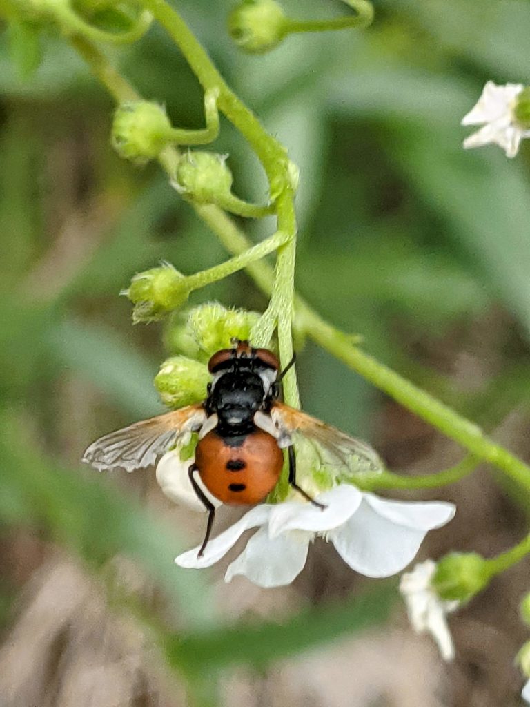 Lady Bug Landing