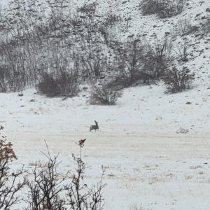 Deer in Johnson's Hole
