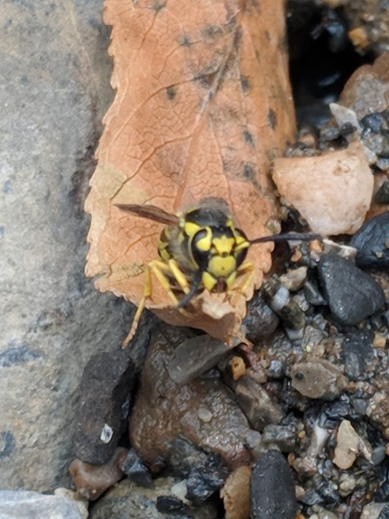 Wasp