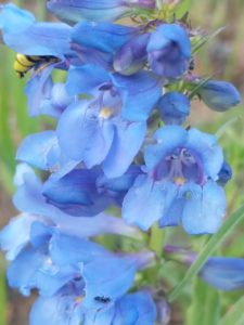 Wasp in the Penstemon