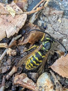 Wasp dying in creekbed