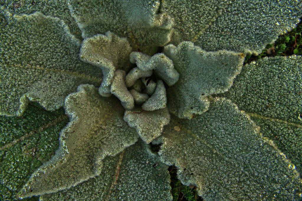 Mullein