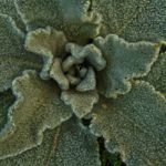 Mullein