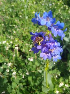 Pollen Wasp in Beardstongue