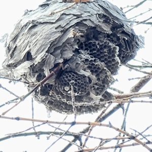 Wasp Nest