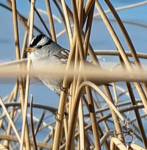 White Capped Sparrow