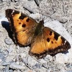 California Tortoishell Butterfly