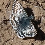 Blue Skipper Butterfly