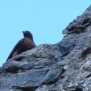 Red Tail Hawk