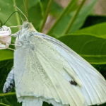 White Sulfer Butterfly