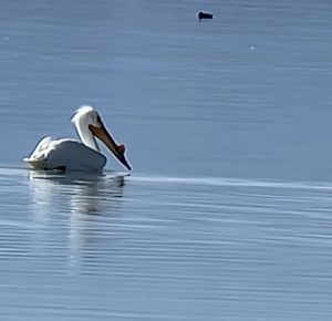 American White Pelican with Horn