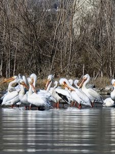 Pelicans at Utah Lake