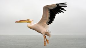 American White Pelican in Flight