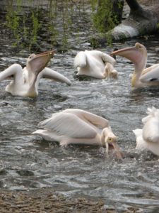 Pelican's feeding