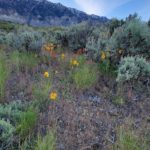 Great Basin plants