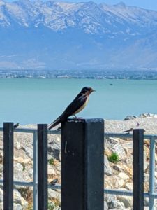 Swallow at Utah Lake on a Sunny Day