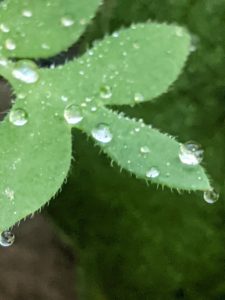 Rain on Leaf