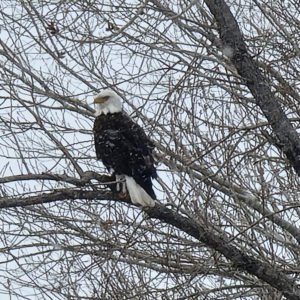 Bald Eagle at Utah Lake