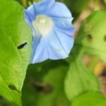 Morning Glory Vine 