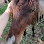 Making Friends with Sweet Sanctuary Horse