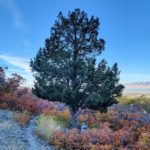 Juniper in the Fall