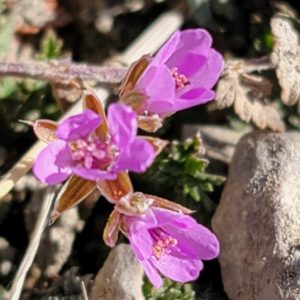 Storksbill Blooming