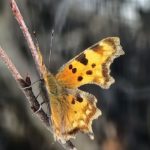 Satyr Comma